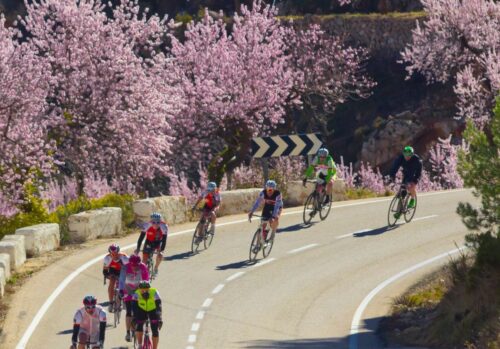 Group of cyclists riding along a road around a corner with pink blossom trees in the background