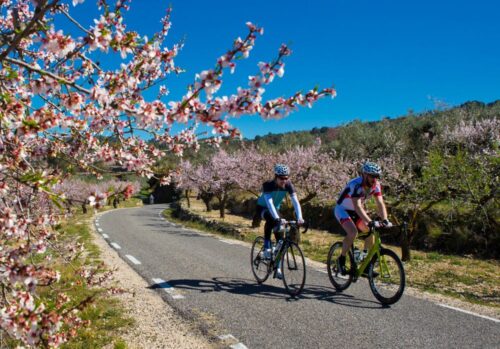2 cyclists riding on a single track road amongst blossom trees